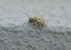 Eucera sp.